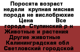 Поросята возраст 4 недели, крупная мясная порода(не вислобрюхие ) › Цена ­ 4 000 - Все города, Ступинский р-н Животные и растения » Другие животные   . Калининградская обл.,Светловский городской округ 